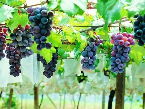 齊和丨飲食文化系列談（十二）——糧食酒的前世今生