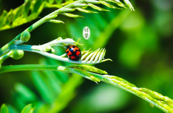 二十四節氣里的“陜西味道”——驚蟄 | 陜西旅游烹飪職業學院